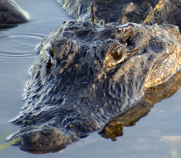 Close-up of aligator in lake