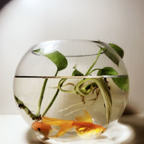 Close-up of fish in glass on table