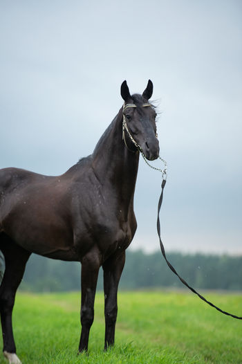 animal