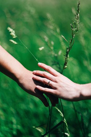 Cropped hands of couple touching plants
