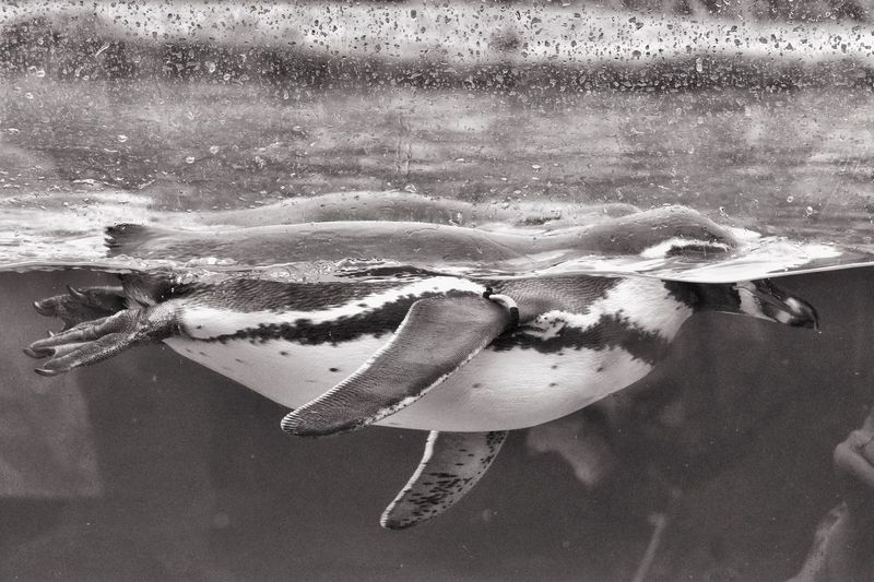 Close-up of penguin swimming in fish tank