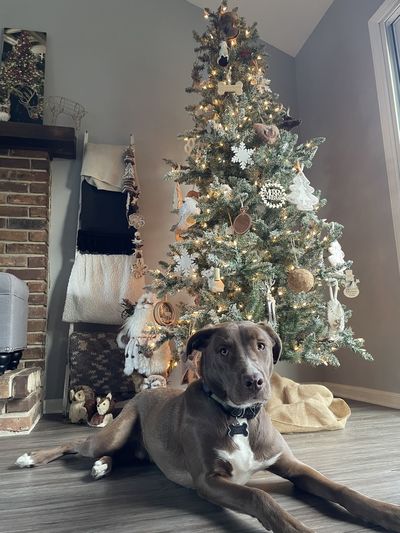 Floor view of dog laying in front of christmas tree 
