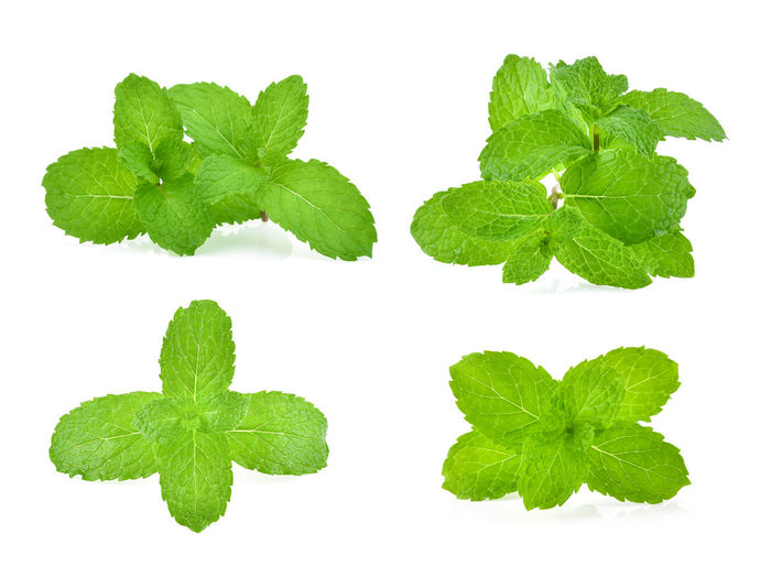 Directly above view of green leaves on white background
