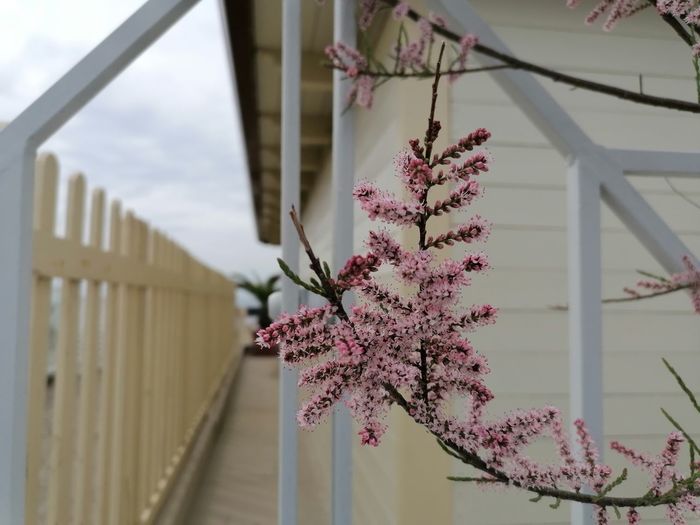 Low angle view of flowering plant against building