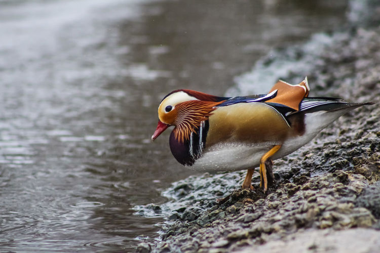 Mandarin duck at riverbank