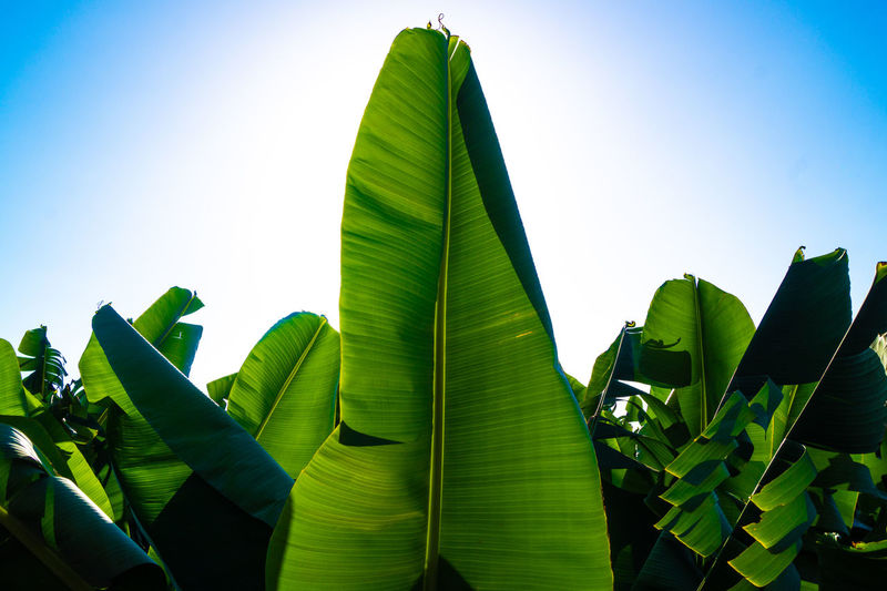 Banana plants in la palma canary islands