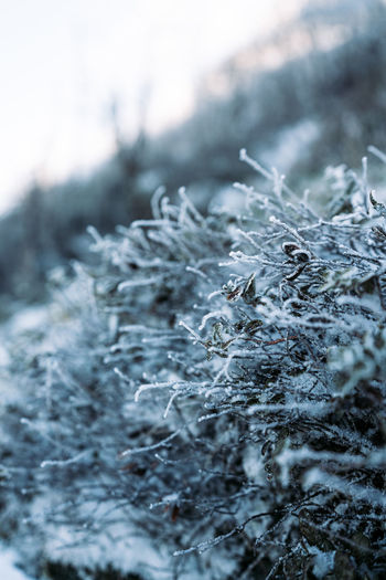 Close-up of snow covered plant