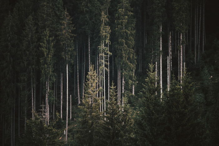 PINE TREES GROWING IN FOREST