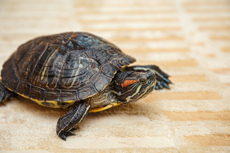 A rub-eared tortoise crawls on a yellow carpet.