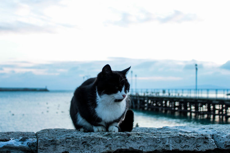 Close-up of cat sitting by sea against sky