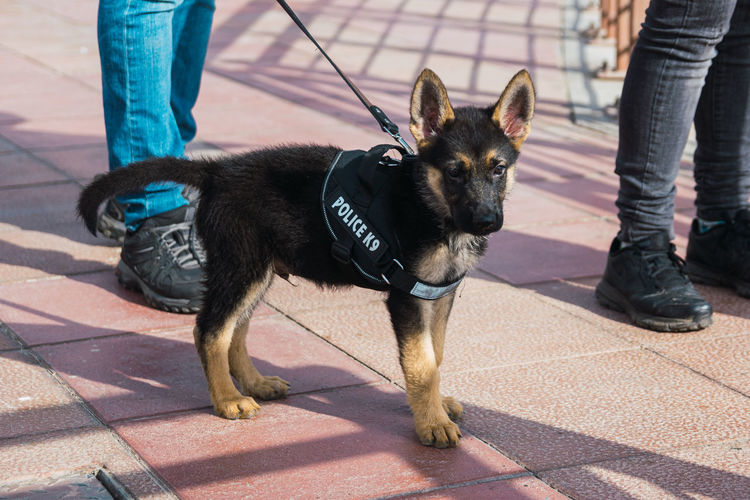 Puppy in the beach with the legend police k9 on his body. playful.