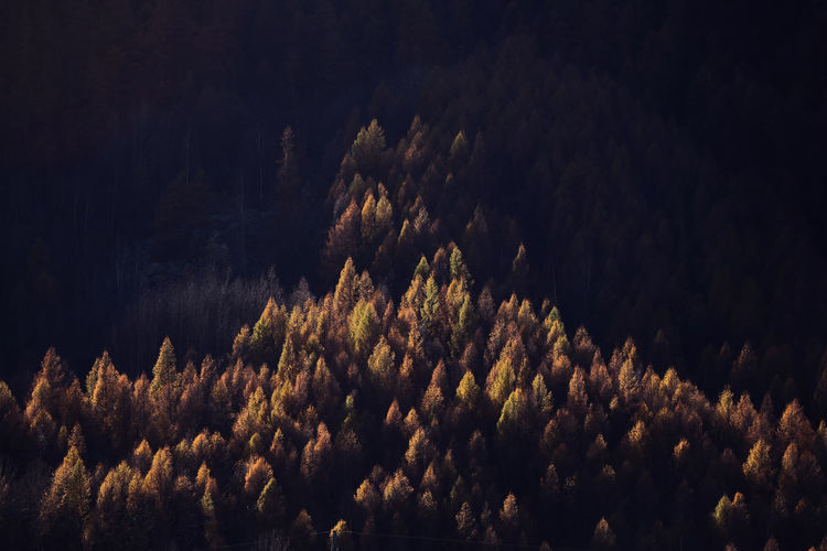 Seasonal autumnal scenery in highlands. alpine landscape