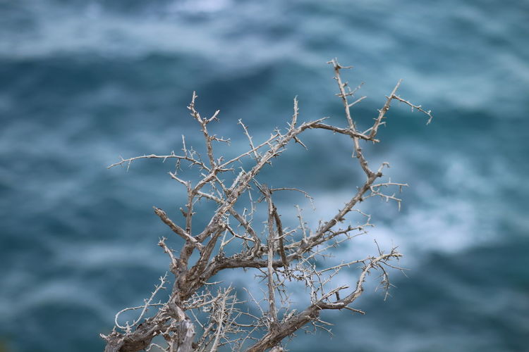Close-up of frozen plant