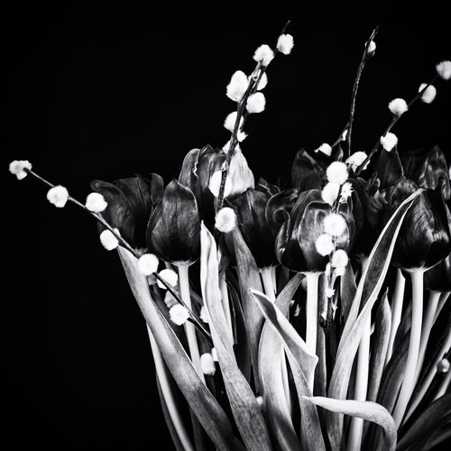 Close-up of flowers over black background