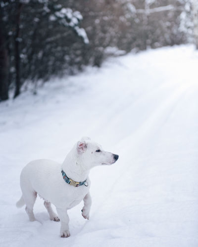 Jack russell terrier in winter snowy forest. portrait of dog in snow during morning walk in forest