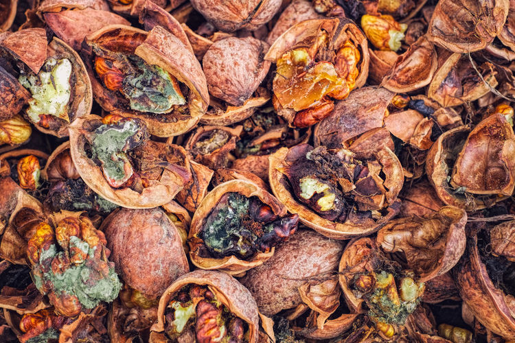 Cracked nuts infected with mold, autumn background