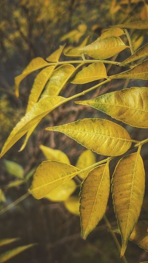 Close-up of yellow leaves