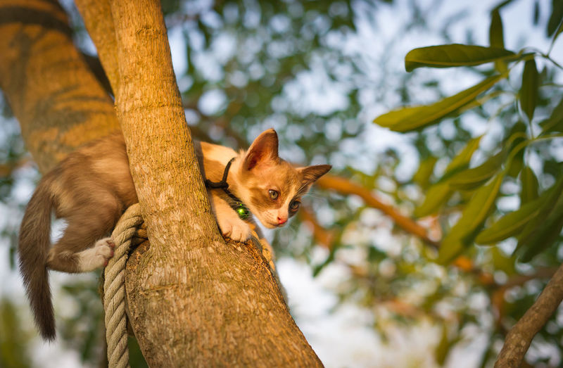 Low angle view of kitten on tree