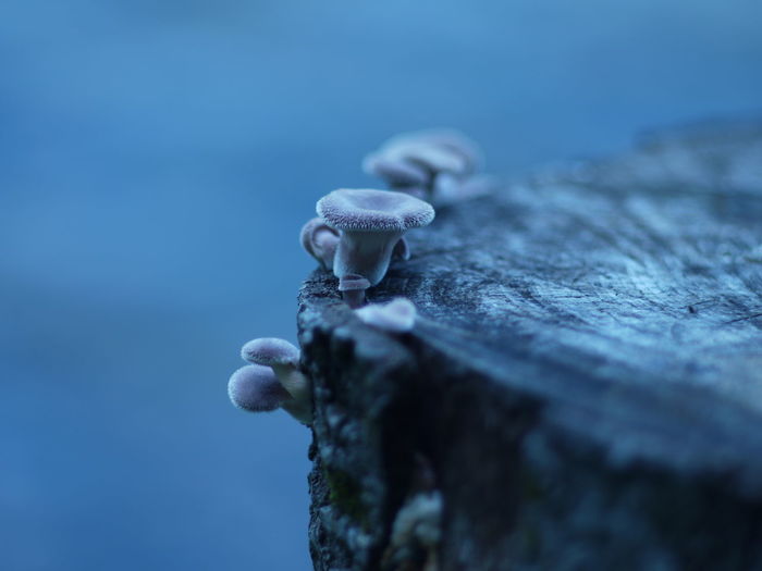 Close-up of mushrooms on tree stump