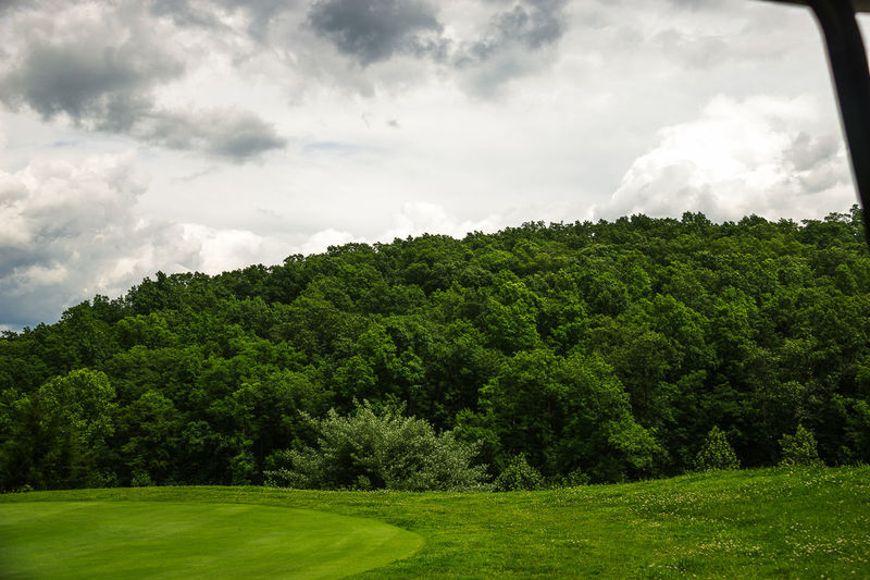 Scenic view of green trees against sky