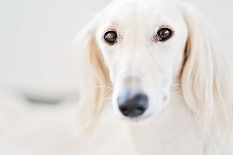 Purebred white saluki sighthound or gazehound can trace its roots back to ancient egypt. 