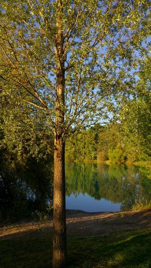 Scenic view of lake against trees during autumn