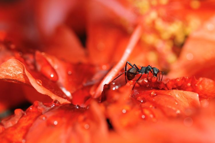 Close-up of insect on red flower