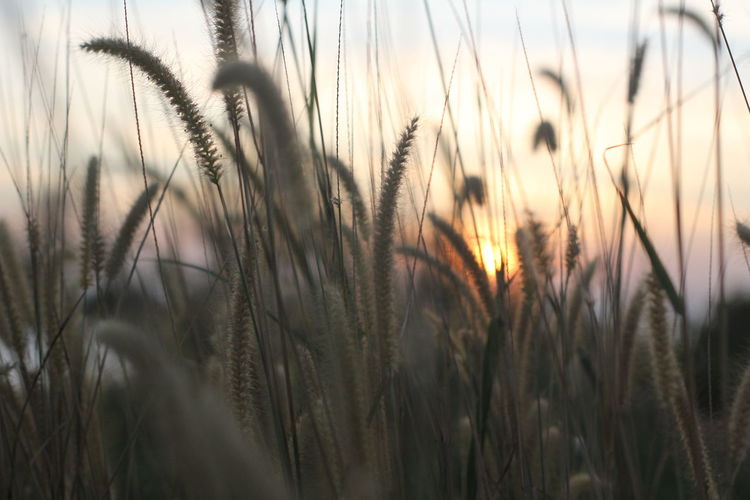 Close-up of stalks in field at sunset