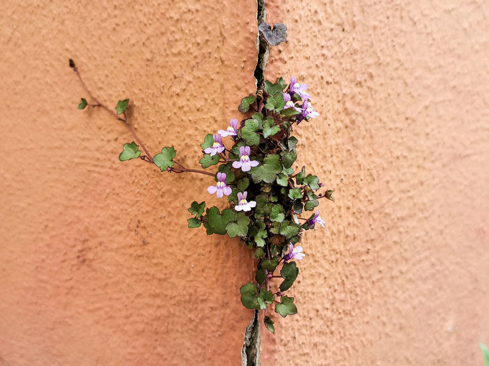 Close-up of flowering plant against wall