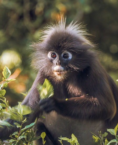 Portrait of a monkey