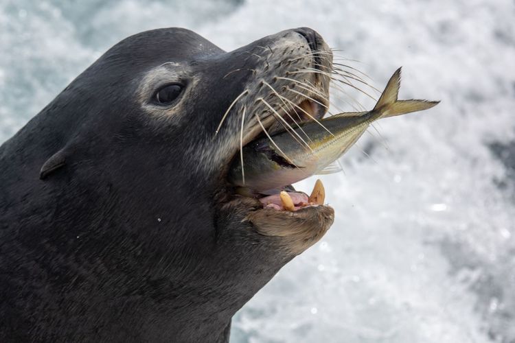 Close-up of hungry seal