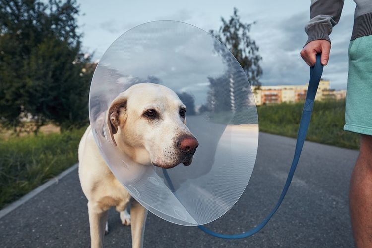 Pet owner with his old dog after surgery. labrador wearing medical protective collar on walk.