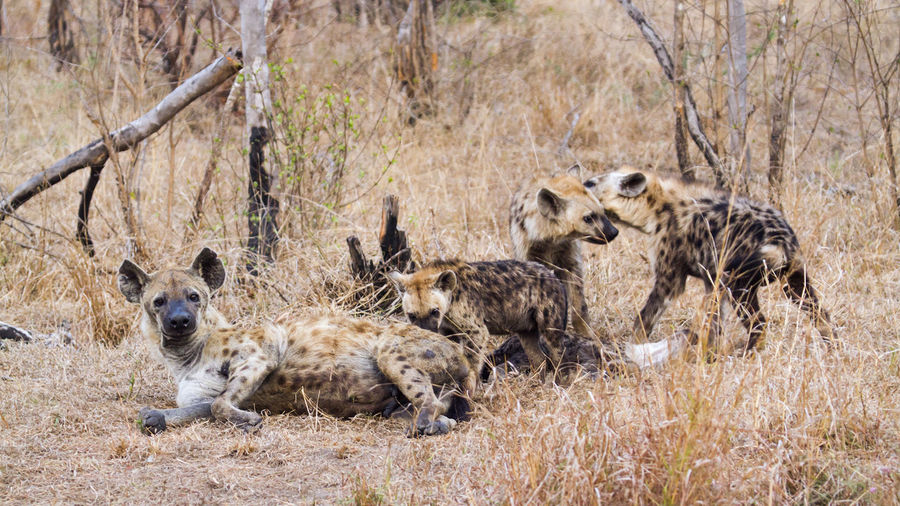 Hyenas relaxing on field in forest