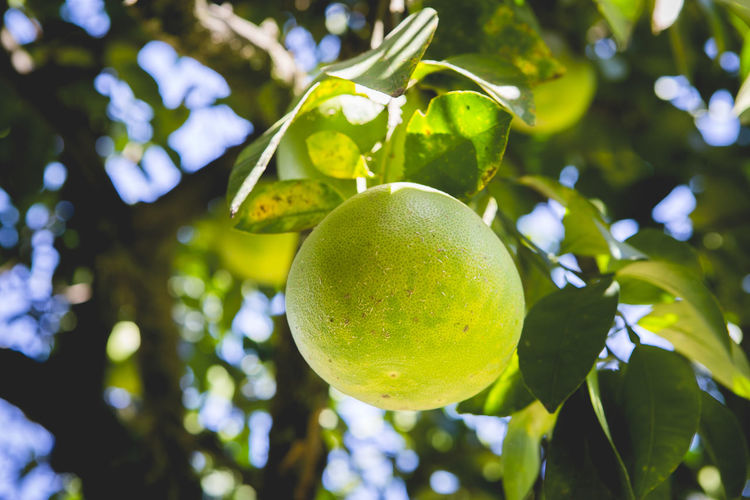 Close-up of fruits on tree