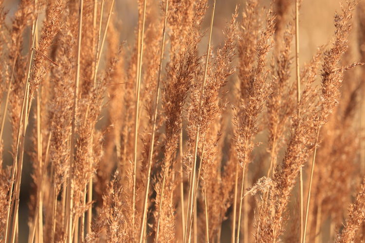 Close-up of wheat growing on field
