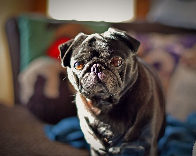 Close-up portrait of pug at home