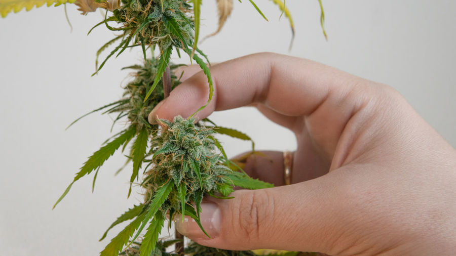 Close-up of hand holding marijuana against white background