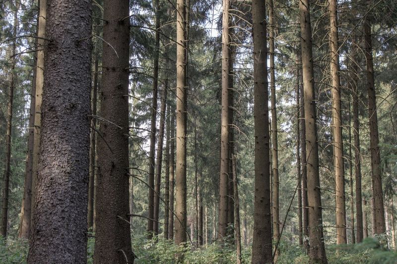 Low angle view of bamboo trees in forest