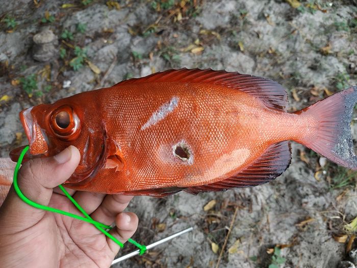 Close-up of person holding fish