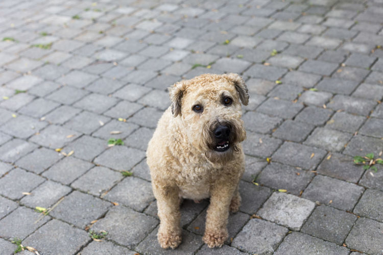 Well groomed soft coated wheaten terrier sitting looking up with eager eyes and timid expression  