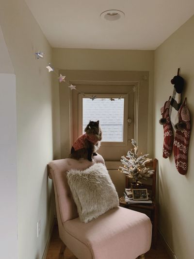 Cat sitting in a home