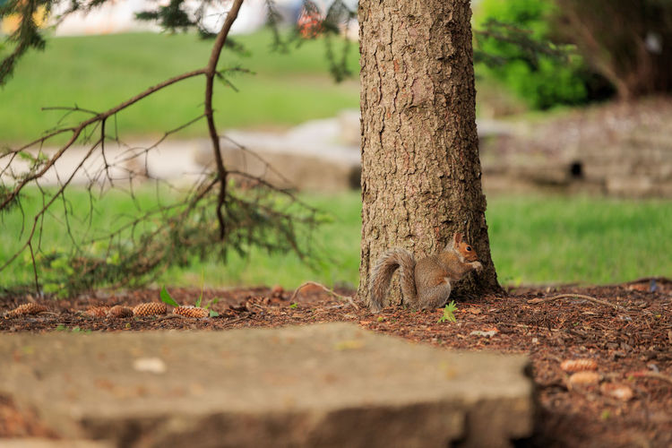 Close-up of tree trunk on field