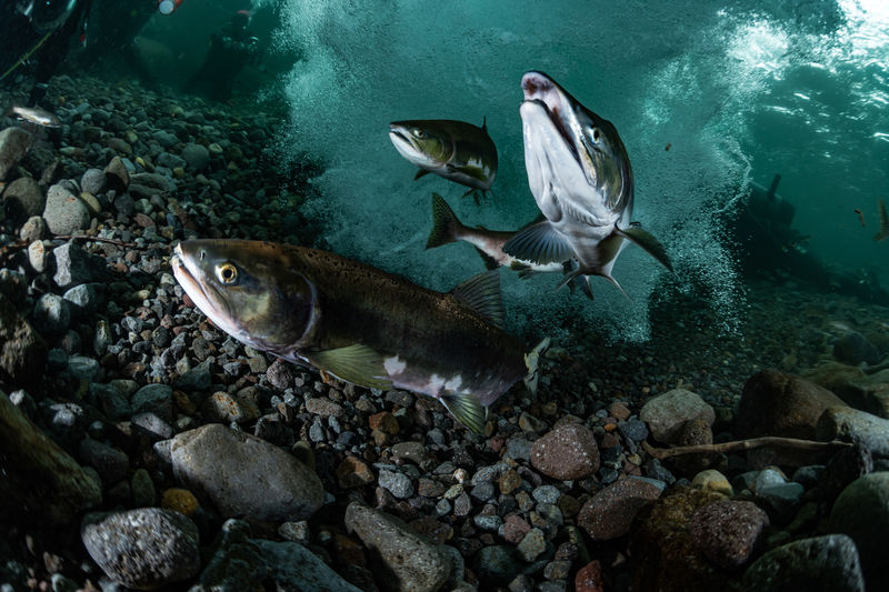 School of pink salmon run 