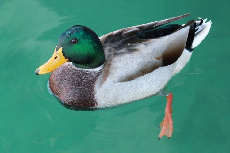 Duck in a lake 