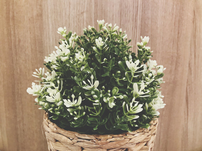 High angle view of potted plant