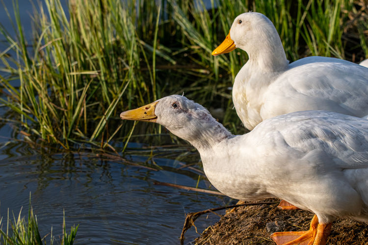 Male and female pekin duck, anas platyrhynchos domesticus, drinking water from the lake at sunset