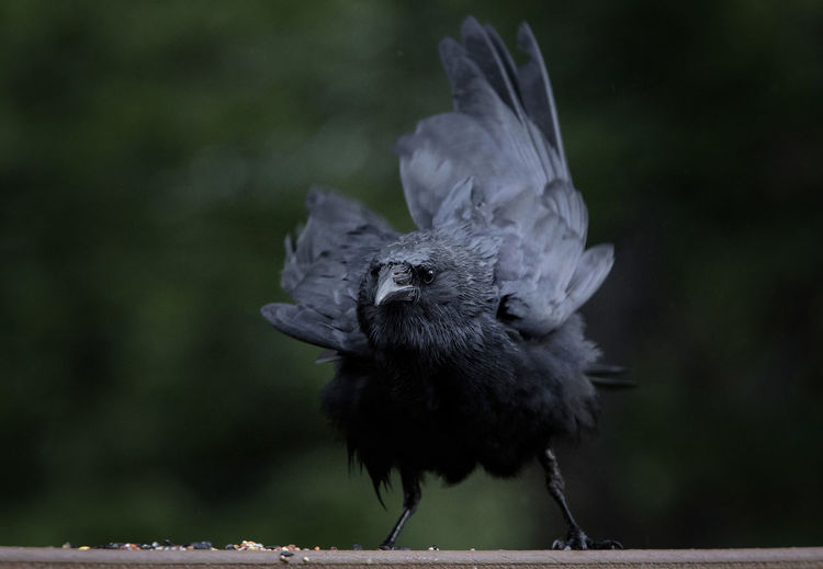 Close-up of crow