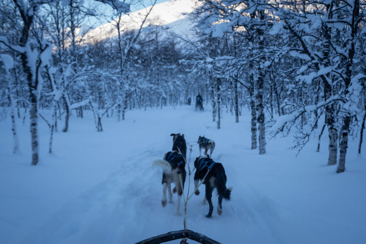 Dogs pulling sled through snowy winter forest in norway. point of view.