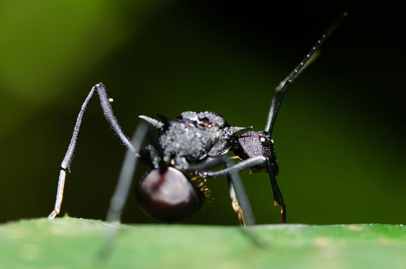 Black ant looking back