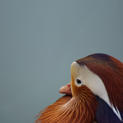 Close-up of mandarin duck against clear sky